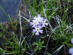 Primula mistassinica