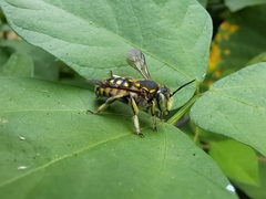 Anthidium vigintiduopunctatum