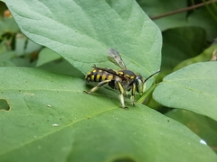 Anthidium vigintiduopunctatum