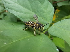 Anthidium vigintiduopunctatum