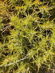 Ulex densus