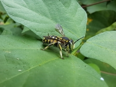 Anthidium vigintiduopunctatum