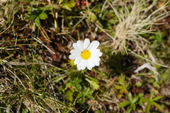 Leucanthemopsis