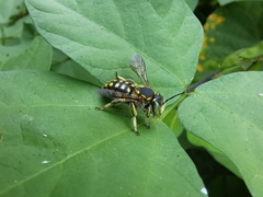 Anthidium vigintiduopunctatum