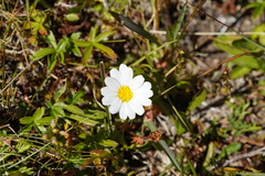 Leucanthemopsis