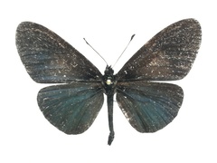 Altinote ozomene nox