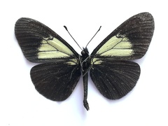 Altinote ozomene nox