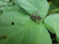 Anthidium vigintiduopunctatum