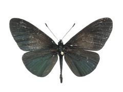 Altinote ozomene nox