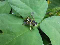 Anthidium vigintiduopunctatum