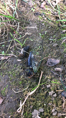 Neotibicen lyricen