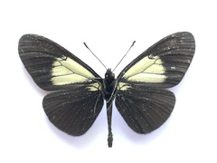 Altinote ozomene nox