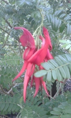 Clianthus maximus