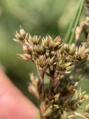 Juncus maritimus
