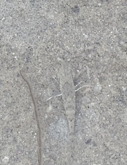 Crangon septemspinosa