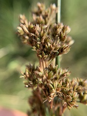Juncus maritimus