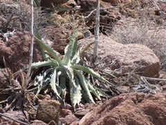 Agave sobria