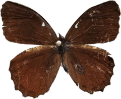 Praepedaliodes phanias