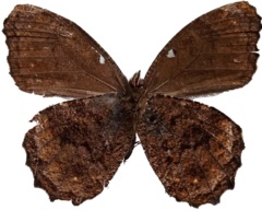 Praepedaliodes phanias