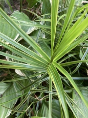 Carex muskingumensis