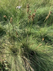 Juncus maritimus