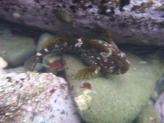 Clinocottus recalvus