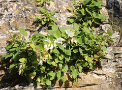 Campanula pendula