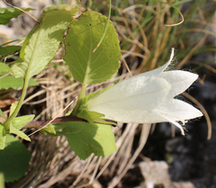 Campanula pendula