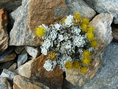 Senecio leucomallus