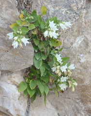 Campanula pendula