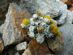 Senecio leucomallus