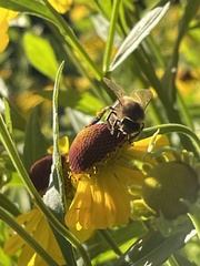 Megachile