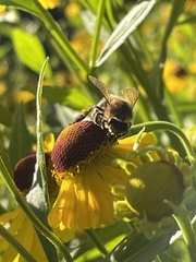 Megachile