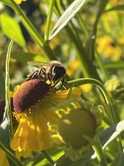 Megachile