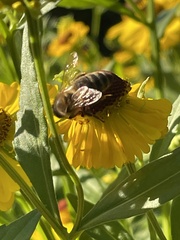 Megachile