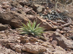 Agave sobria