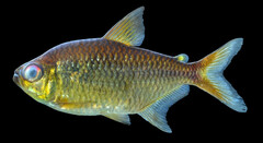 Tetra photo 3