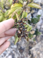 Convolvulus fernandesii