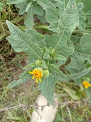 Simsia foetida