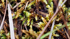 Warnstorfia fluitans