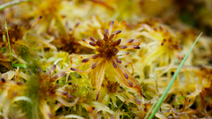 Warnstorfia fluitans