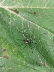 Mitopus