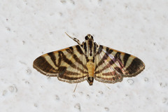 Spilomela discordens