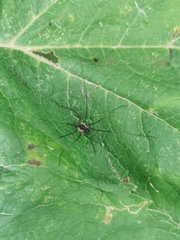 Mitopus
