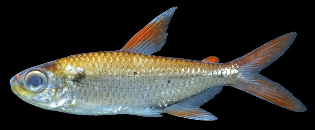 Moenkhausia copei