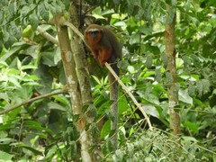 Plecturocebus discolor