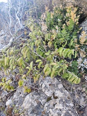 Convolvulus fernandesii