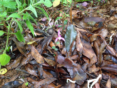 Triphora trianthophoros