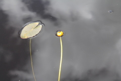 Nuphar microphylla