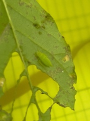 Paraulacizes irrorata